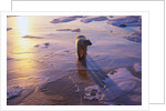 Polar Bear on Ice at Sunrise by Anonymous