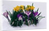Crocuses and Daffodils in Snow by Anonymous