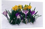 Crocuses and Daffodils in Snow by Anonymous