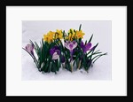 Crocuses and Daffodils in Snow by Anonymous