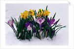 Crocuses and Daffodils in Snow by Anonymous