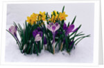 Crocuses and Daffodils in Snow by Anonymous