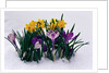 Crocuses and Daffodils in Snow by Anonymous