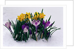 Crocuses and Daffodils in Snow by Anonymous
