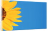 Sunflower and Blue Sky by Anonymous