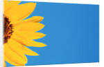 Sunflower and Blue Sky by Anonymous