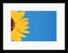 Sunflower and Blue Sky by Anonymous