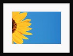 Sunflower and Blue Sky by Anonymous