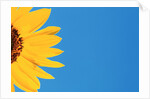 Sunflower and Blue Sky by Anonymous