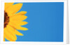 Sunflower and Blue Sky by Anonymous