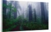 Trail Through Foggy Redwood Forest by Anonymous