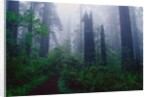 Trail Through Foggy Redwood Forest by Anonymous