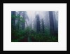 Trail Through Foggy Redwood Forest by Anonymous