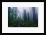 Trail Through Foggy Redwood Forest by Anonymous