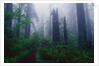 Trail Through Foggy Redwood Forest by Anonymous