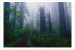 Trail Through Foggy Redwood Forest by Anonymous