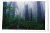 Trail Through Foggy Redwood Forest by Anonymous