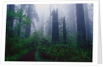 Trail Through Foggy Redwood Forest by Anonymous