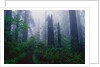 Trail Through Foggy Redwood Forest by Anonymous