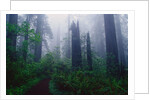 Trail Through Foggy Redwood Forest by Anonymous