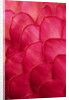 Ginger Petals by Anonymous