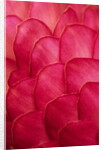 Ginger Petals by Anonymous