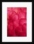 Ginger Petals by Anonymous
