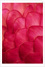 Ginger Petals by Anonymous
