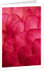 Ginger Petals by Anonymous