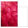 Ginger Petals by Anonymous