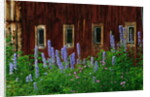 Delpinium Blooms Next to a Barn by Anonymous