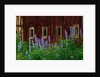 Delpinium Blooms Next to a Barn by Anonymous