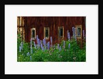 Delpinium Blooms Next to a Barn by Anonymous