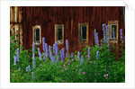 Delpinium Blooms Next to a Barn by Anonymous