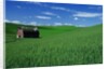 Red Barn in a Wheat Field by Anonymous