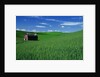 Red Barn in a Wheat Field by Anonymous