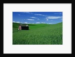 Red Barn in a Wheat Field by Anonymous