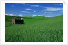 Red Barn in a Wheat Field by Anonymous
