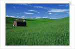 Red Barn in a Wheat Field by Anonymous