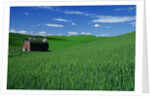 Red Barn in a Wheat Field by Anonymous