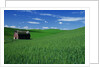 Red Barn in a Wheat Field by Anonymous