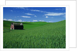 Red Barn in a Wheat Field by Anonymous