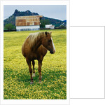 Horse in Tidy Tips by Anonymous