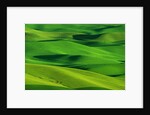 Palouse Hills by Anonymous