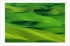 Palouse Hills by Anonymous
