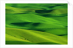 Palouse Hills by Anonymous