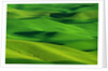 Palouse Hills by Anonymous