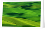 Palouse Hills by Anonymous