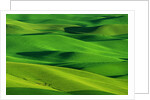 Palouse Hills by Anonymous