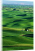 Palouse Hills by Anonymous